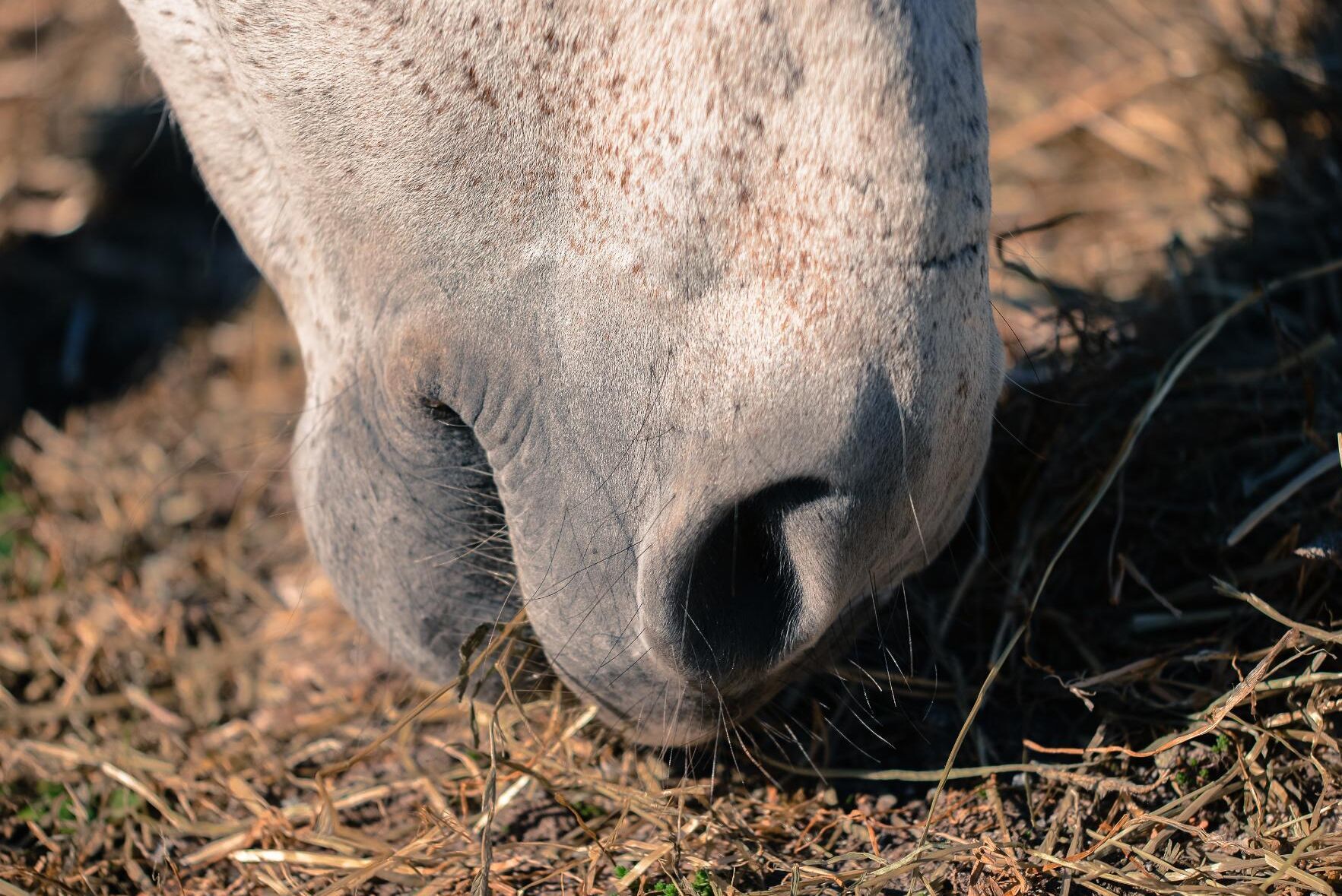 66 personer har gripits i hästköttskandalen där otjänligt kött sålts för användning i livsmedel. Hästen på bilden har inget samband med händelserna i artikeln.