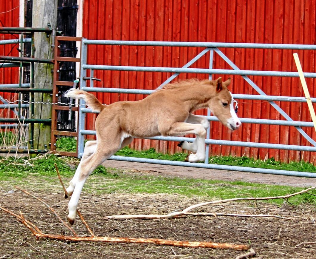 Simb Arrow - en blivande storhoppare? Welshponnyfölet är två dagar gammalt på bilden. Pappa är 25-årige Simb Hobnob och uppfödare är Ylva Lindh, Götene, nyvald ordförande i Svenska Welshponny & Cobföreningen.