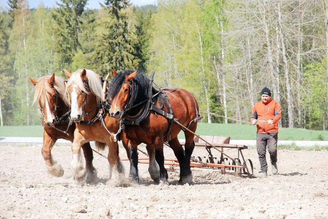 Kraftfulla hästkrafter i aktion.