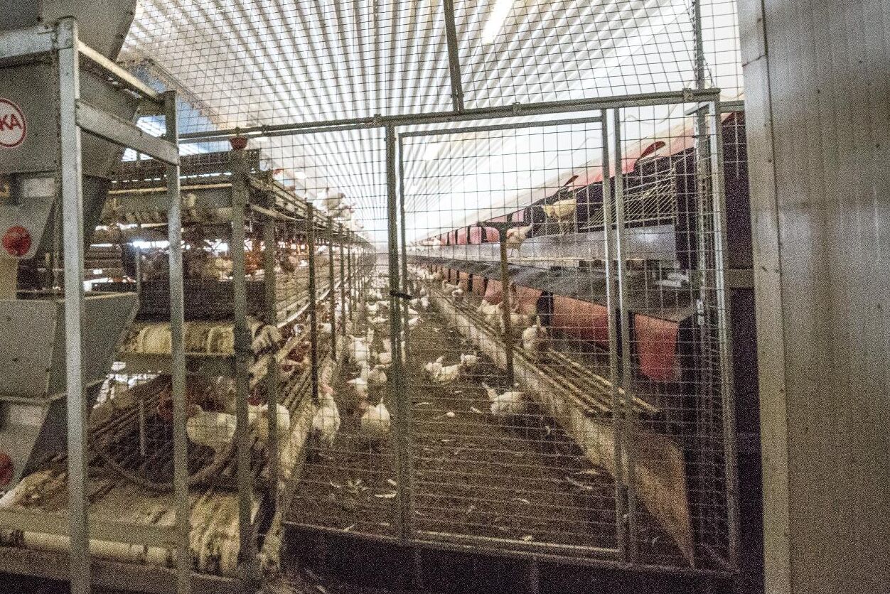 Hönsstallet som brann ner 2018 ska återuppbyggas (arkivbild, bilden har inget med texten att göra).