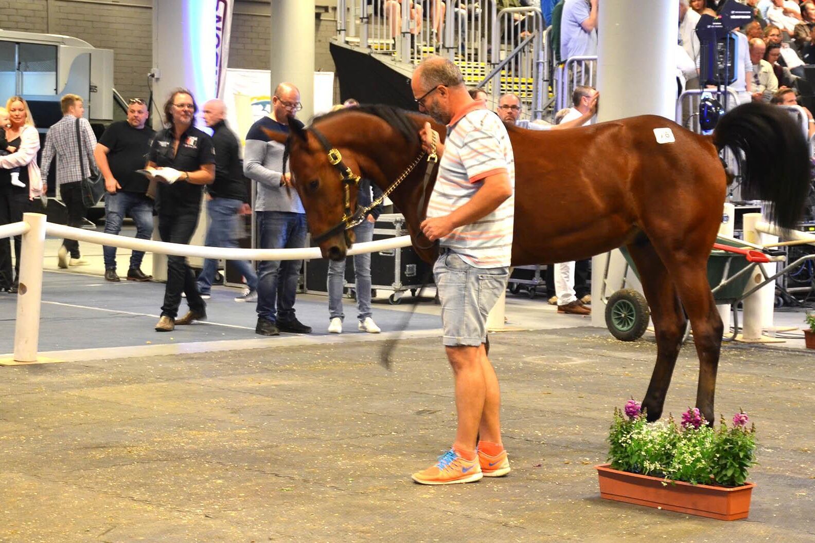 Hingsten Foreign Rain såldes för 950 000 kronor på fredagskvällens Elitauktion. Uppfödare till hästen är Thomas Lind-Holm.