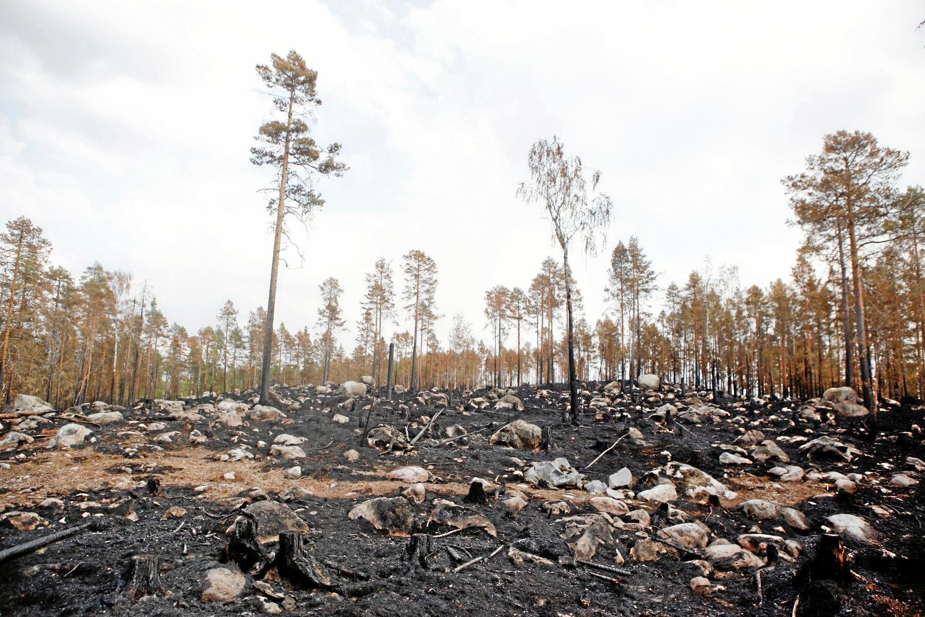 Via satellitbilder kan skogsägare nu se omfattning av skogsbränderna digitalt. Arkivbild.