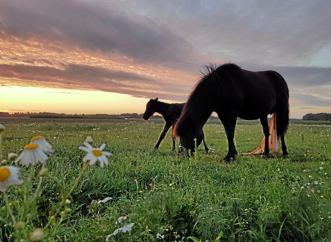 2:a pris. Ett magiskt ögonblick - Grýla från Viby, född i gryningen - har nyss kommit till världen fotograferat av Elin Rosdahl, som driver Vibys Islandshästar med bland annat turridning och småskalig uppfödning.