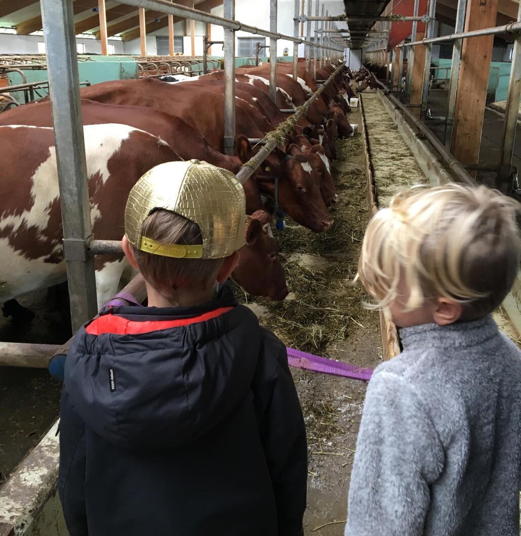 Besök i ladgården på Arbelunda Sörgård.