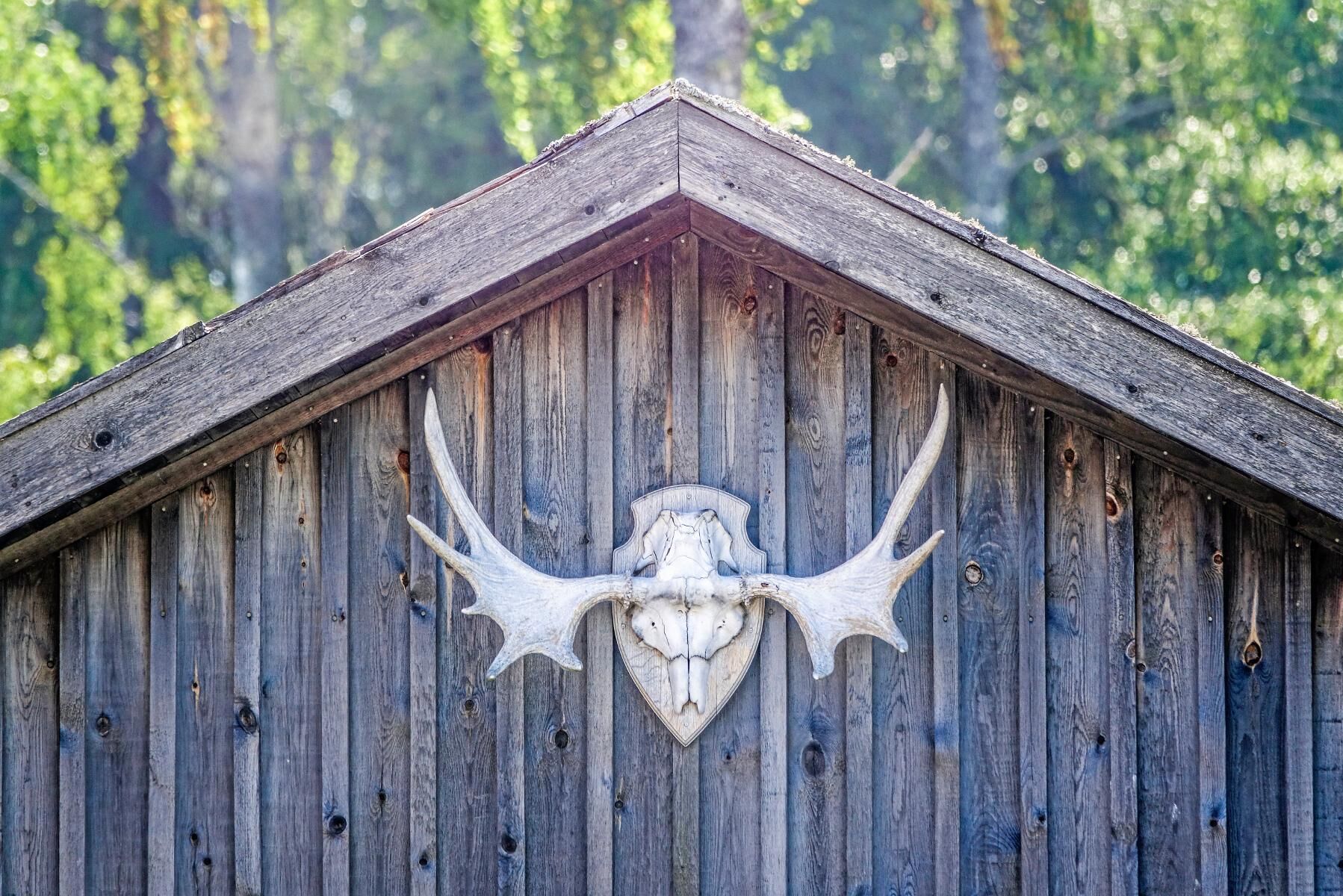 Vi har nu i tre år informerat om vikten av att rapportera i tid för att inte riskera att bli utan tilldelning efterföljande jaktår, påpekar skribenten.