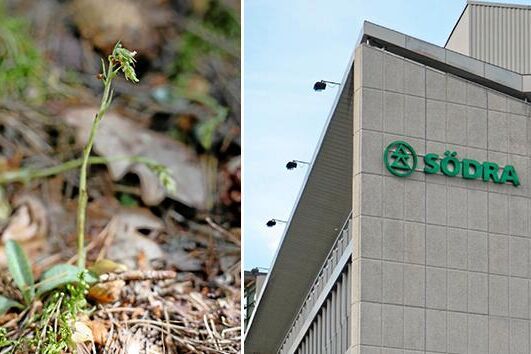 Knärot är fridlyst och får inte skadas vid skogsavverkning.