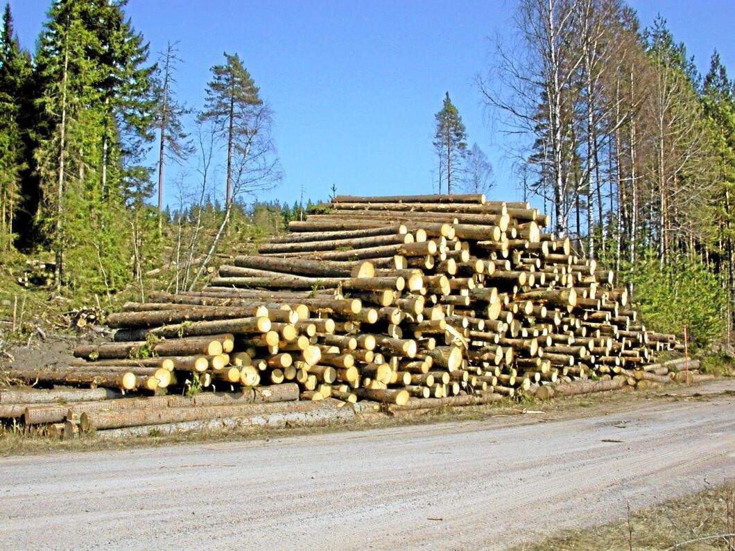 Avverkningarna ökade med 10 procent i Finland förra året.