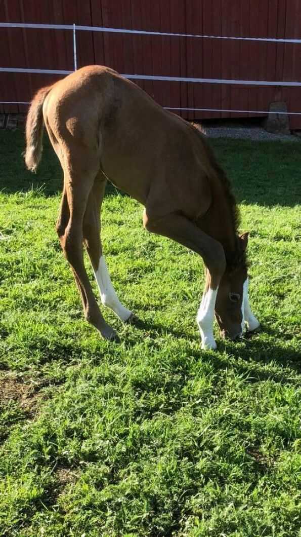 Tacksamt motiv när fölen försöker nå marken med ulen. Foto: Marie Hermansson.