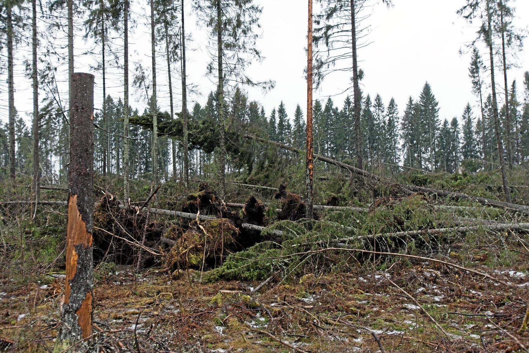 Stormskadad skog. Arkivbild.