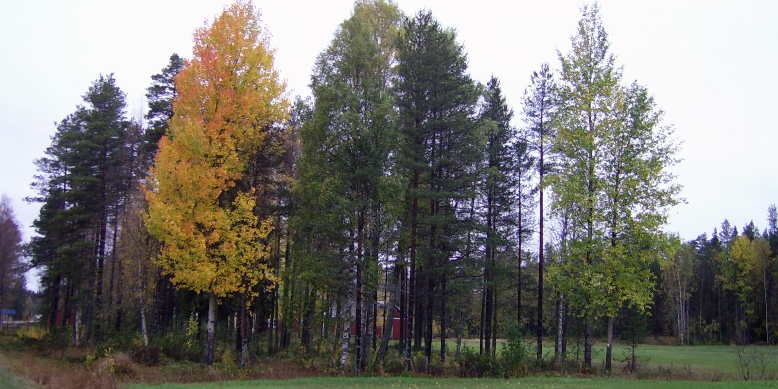 Träd och andra växter med lång livslängd har förmågan att växla mellan perioder av tillväxt och vila. I nordiskt klimat är detta är en strategi för att överleva den kalla vintern.