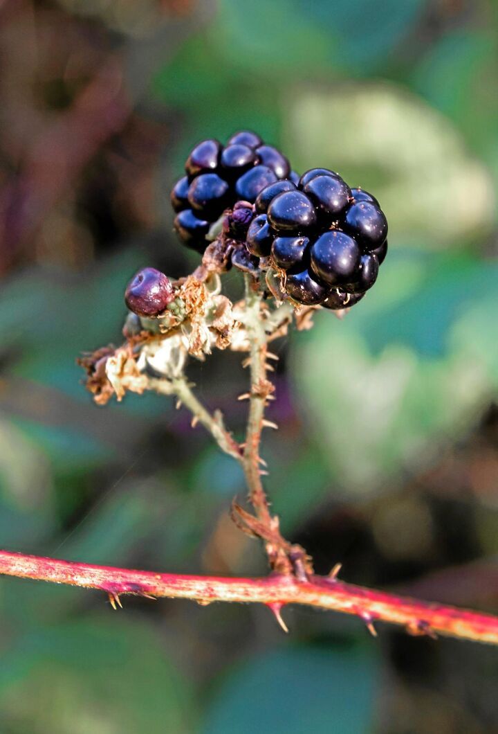 Björnbär växer vilt i skogen