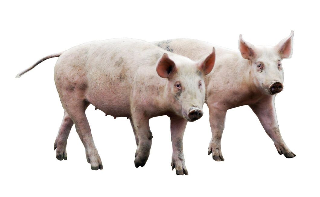 Andelen ekologiska grisar ökade med 36 procent förra året.