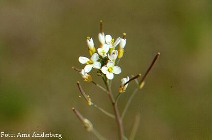 GMO-växt tar upp mer organiskt kväve