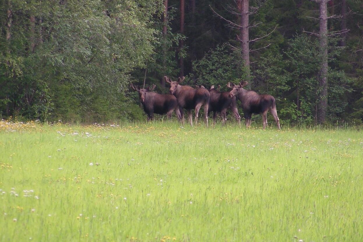 Bara 2 procent av landets älgförvaltningsområden når målet för viltskador på skog.