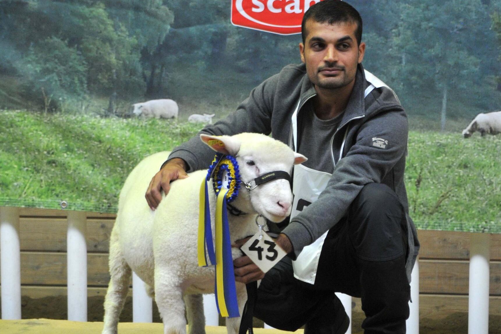 Intresset för Dorsetbaggar till korsningsproduktionen ökar i Sverige och priserna blev höga. Här en bagge från Norrby Gård.