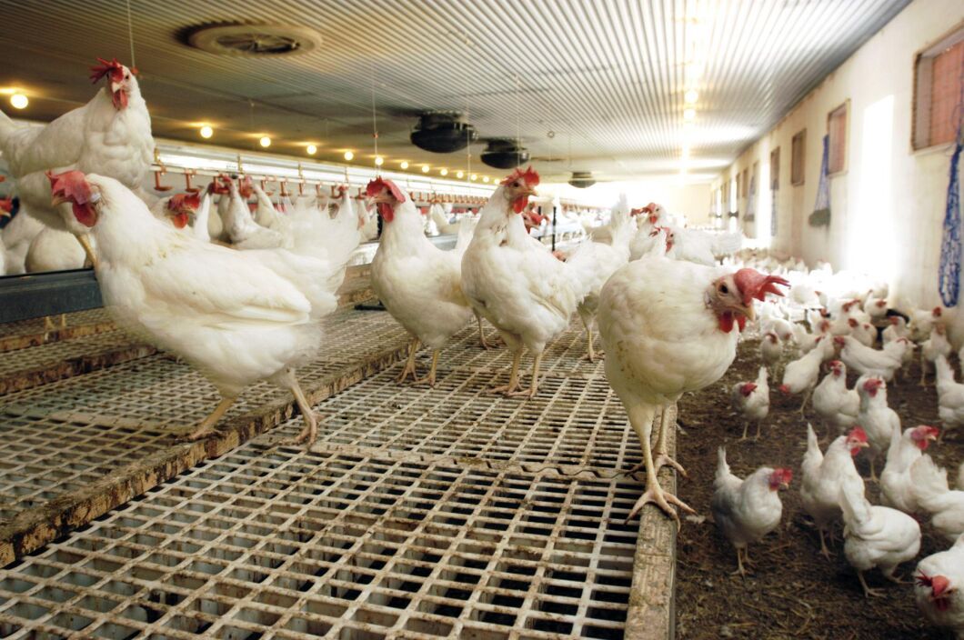 Jordbruksverket beslutade på onsdagsmorgonen att samtliga höns på den drabbade anläggningen i Nyköping måste avlivas. Genrebild.