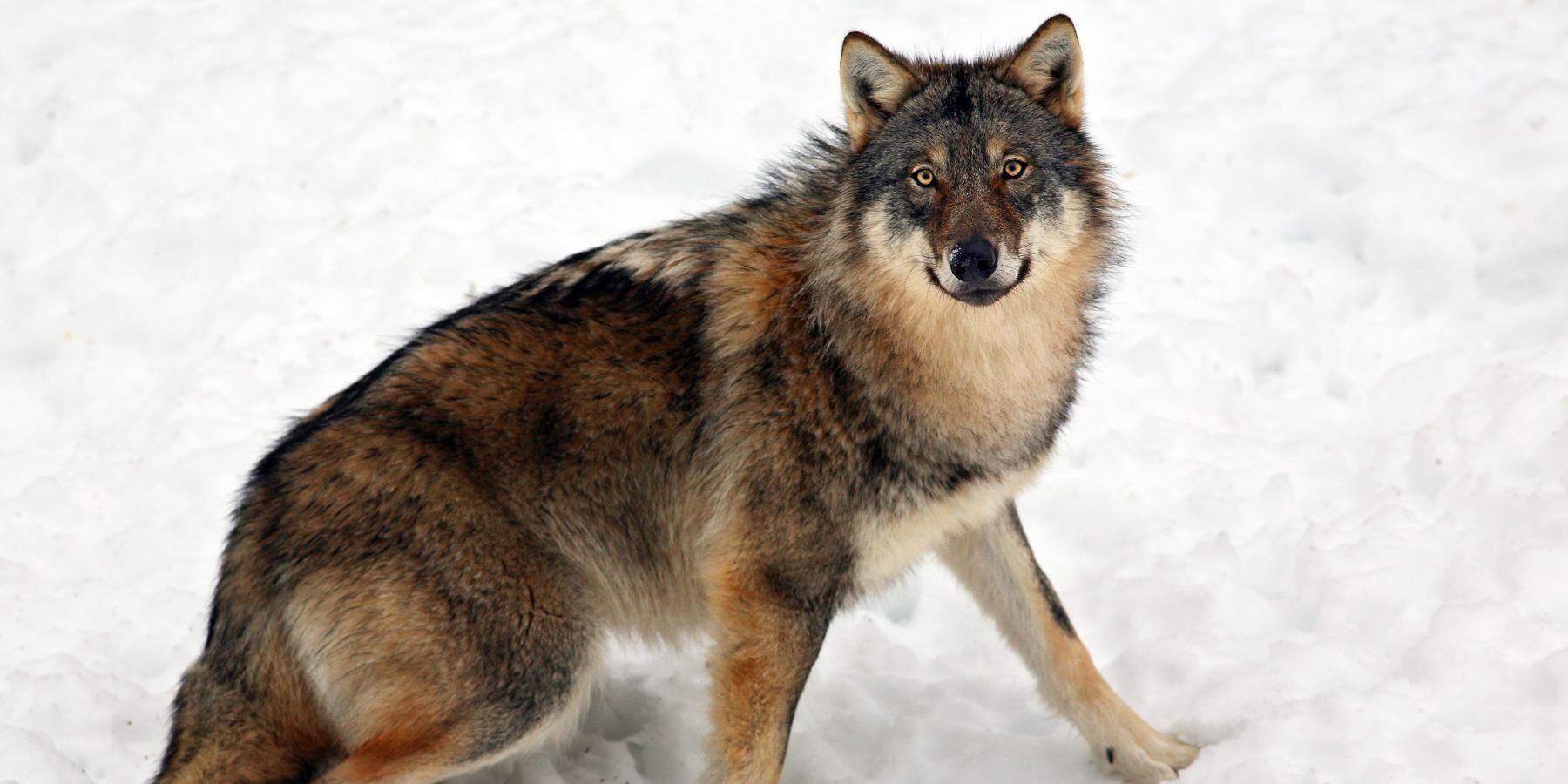 En jakthund blev i torsdags dödad av en varg i Kalmar län. Vargen på bilden har inte med artikeln att göra.