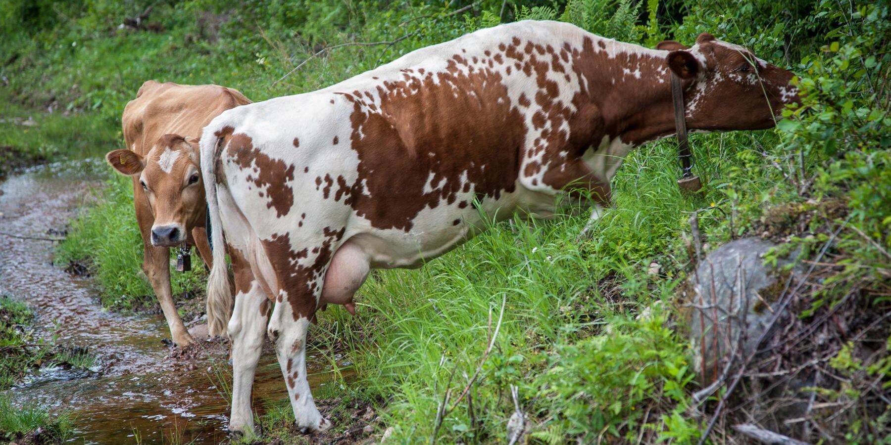 Kan inte SNF, WWF och Skydda Skogen acceptera mångbruk och agroforestry? Den frågan ställer Kelvin Ekeland i sin debattartikel.