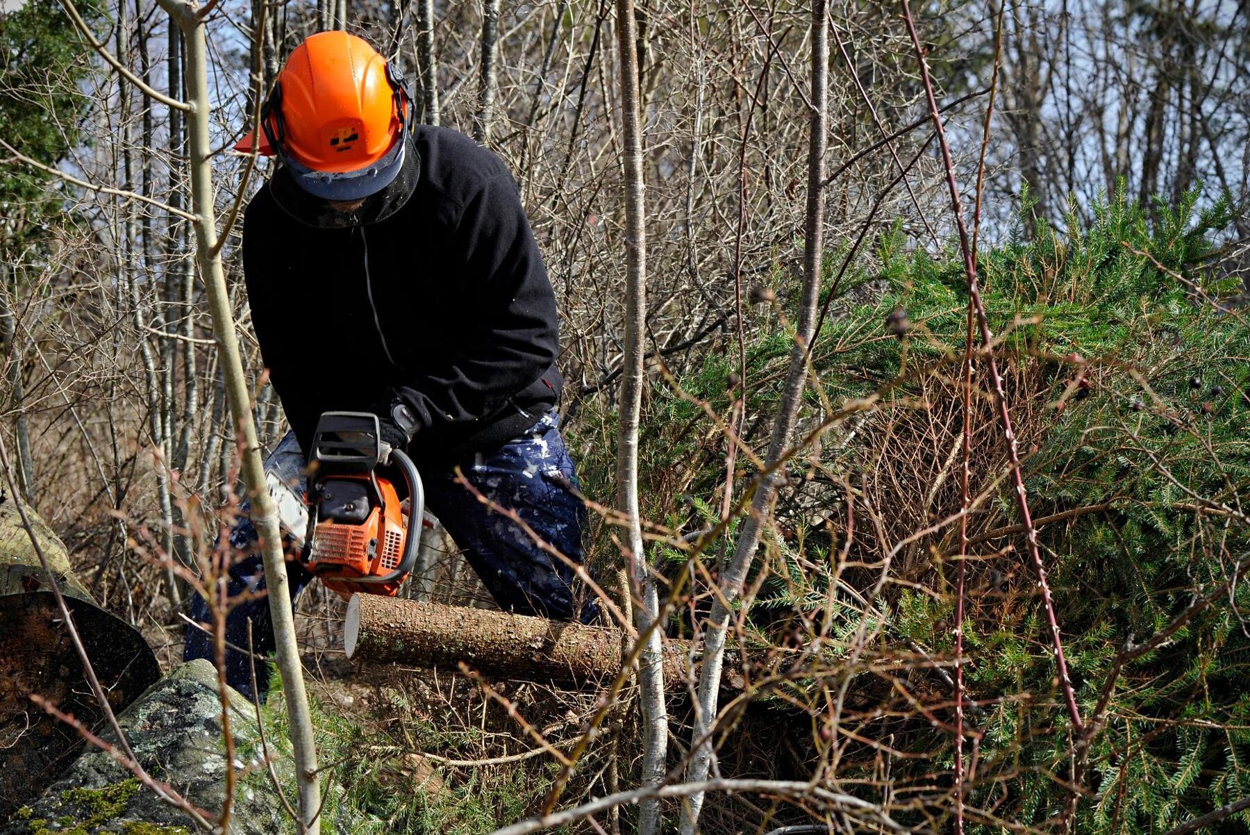 Enligt Socialdemokraterna skulle ett nytt röj-stöd kunna skapa 1 000 nya arbetstillfällen. Arkivbild