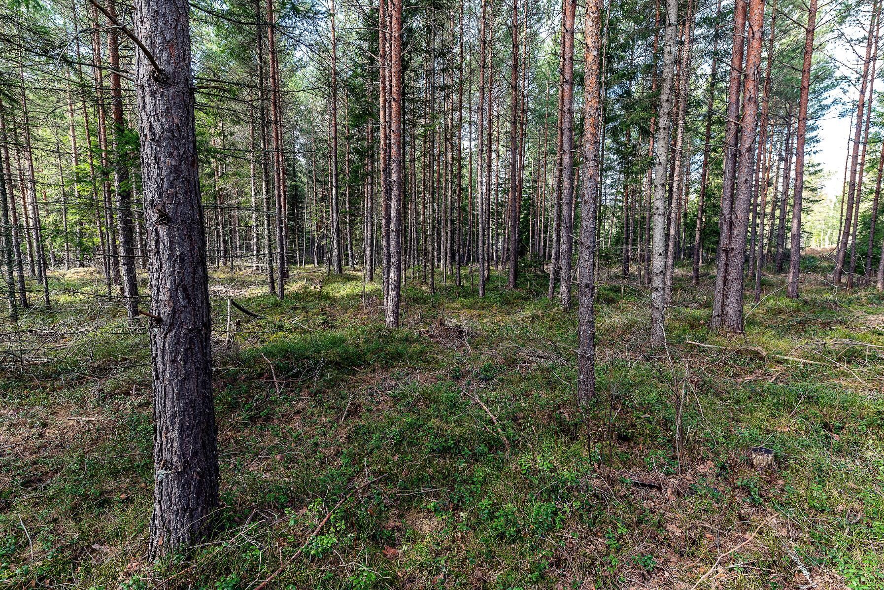 Sveriges skogsägare ska vara stolta över hur de sköter sin skog, skriver företrädare för C i Värmland och Dalarna.