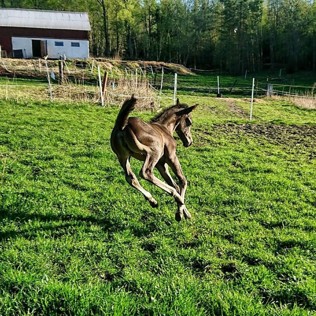 Full fart i hagen. Foto: Monica Larsson.