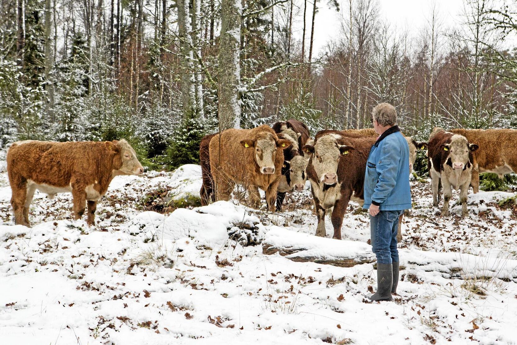 Lars-Erik Johnsson tar in de sista korna efter att vintern kommit till Småland.