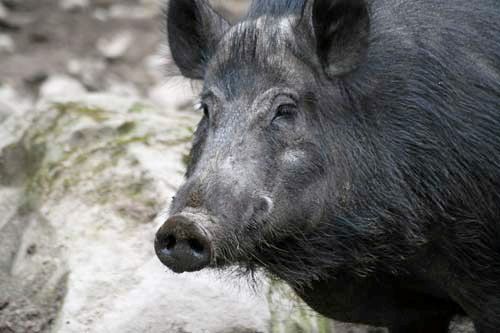 Vildsvin, dock ett yngre än detta, har observerats i Västerbotten. Arkivbild.