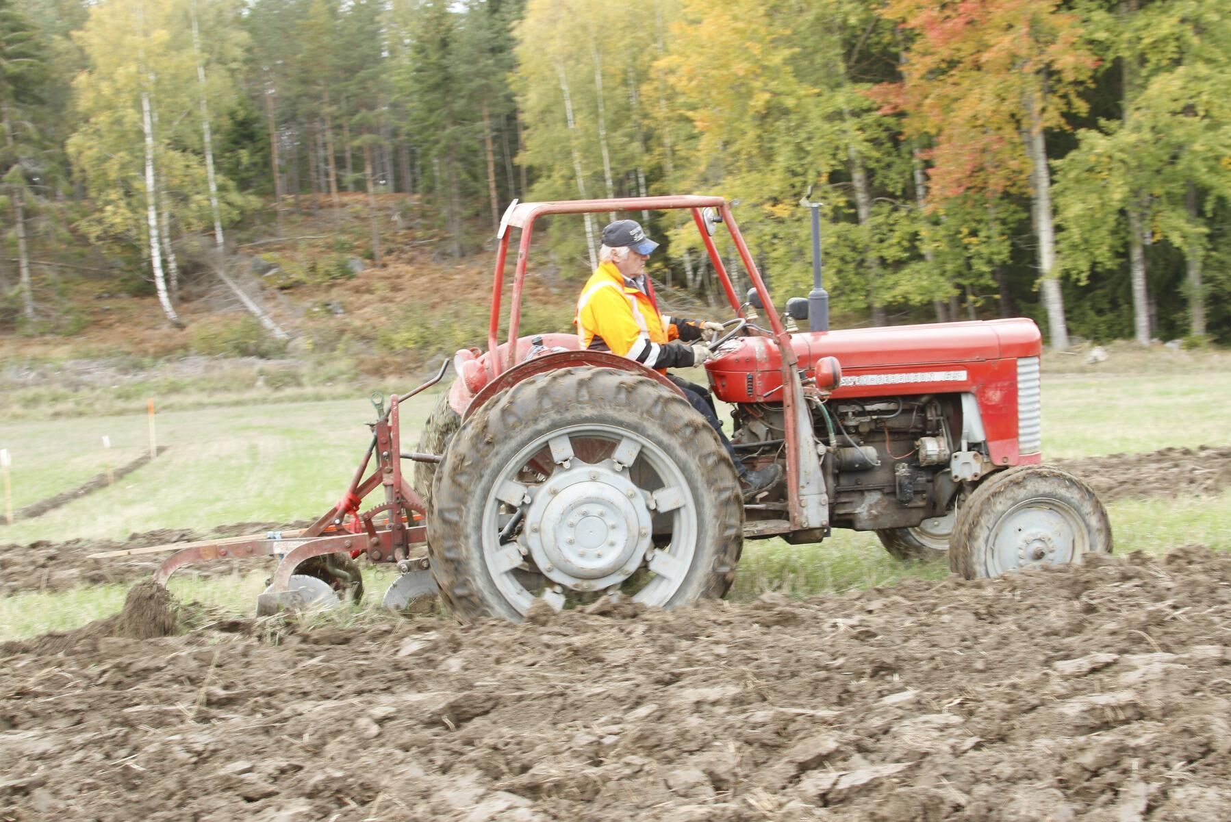 Lars-Gunnar Dahlström plöjer med Massey Ferguson 65 och Kvernelandplog.