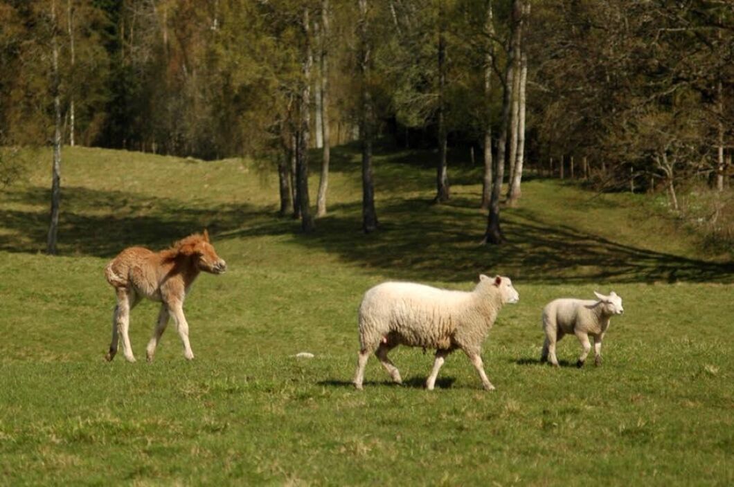 Islandshästfölet Lynja får växa upp tillsammans med tackor och lamm på Ängens Gård. Foto: Camilla Knekta.