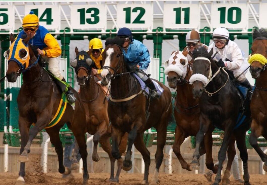 Oavsett om det är ridsport, trav eller galopp har hästföretagen svårt att rekrytera personal.