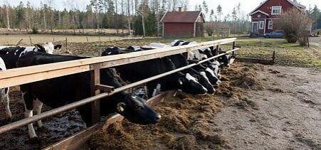 Så stor andel har ekolivsmedlen