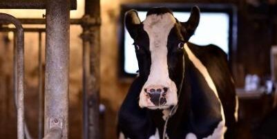 Sökes: Fler akuthem för lantbruksdjur