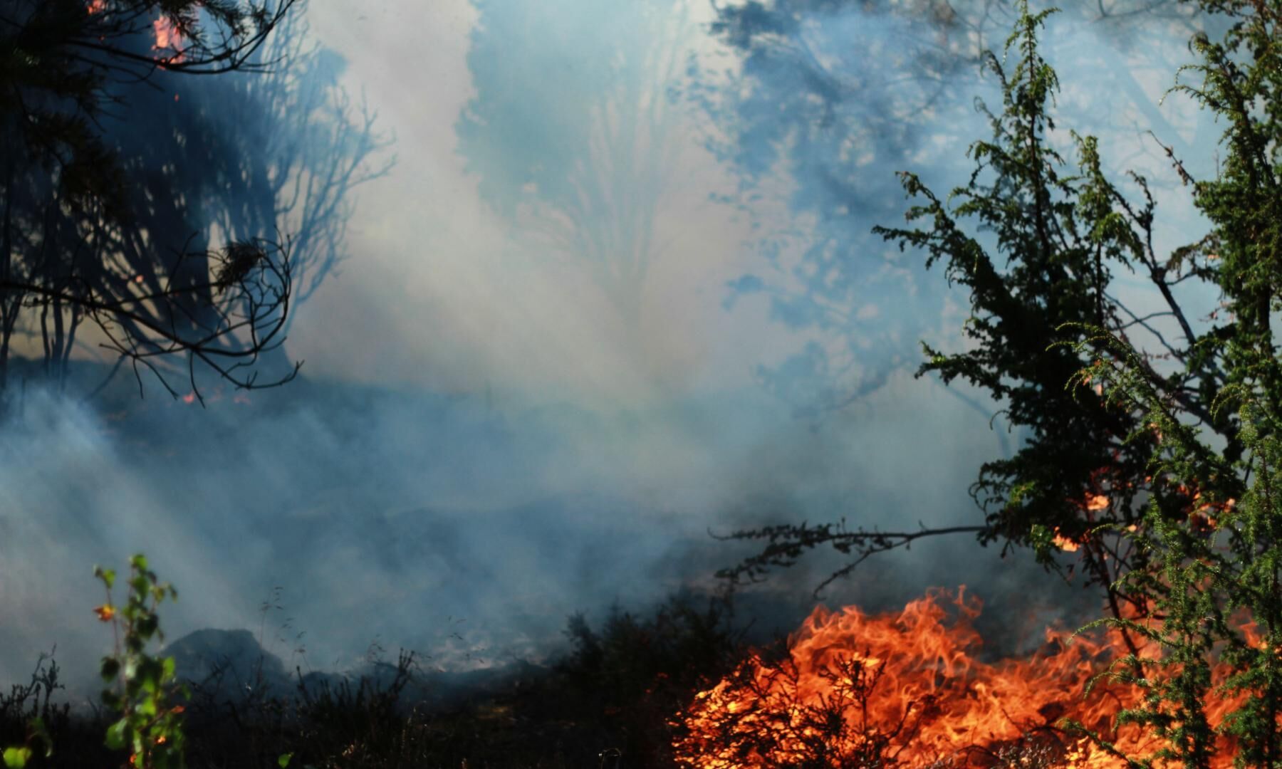 Skogsbrand, arkivbild.