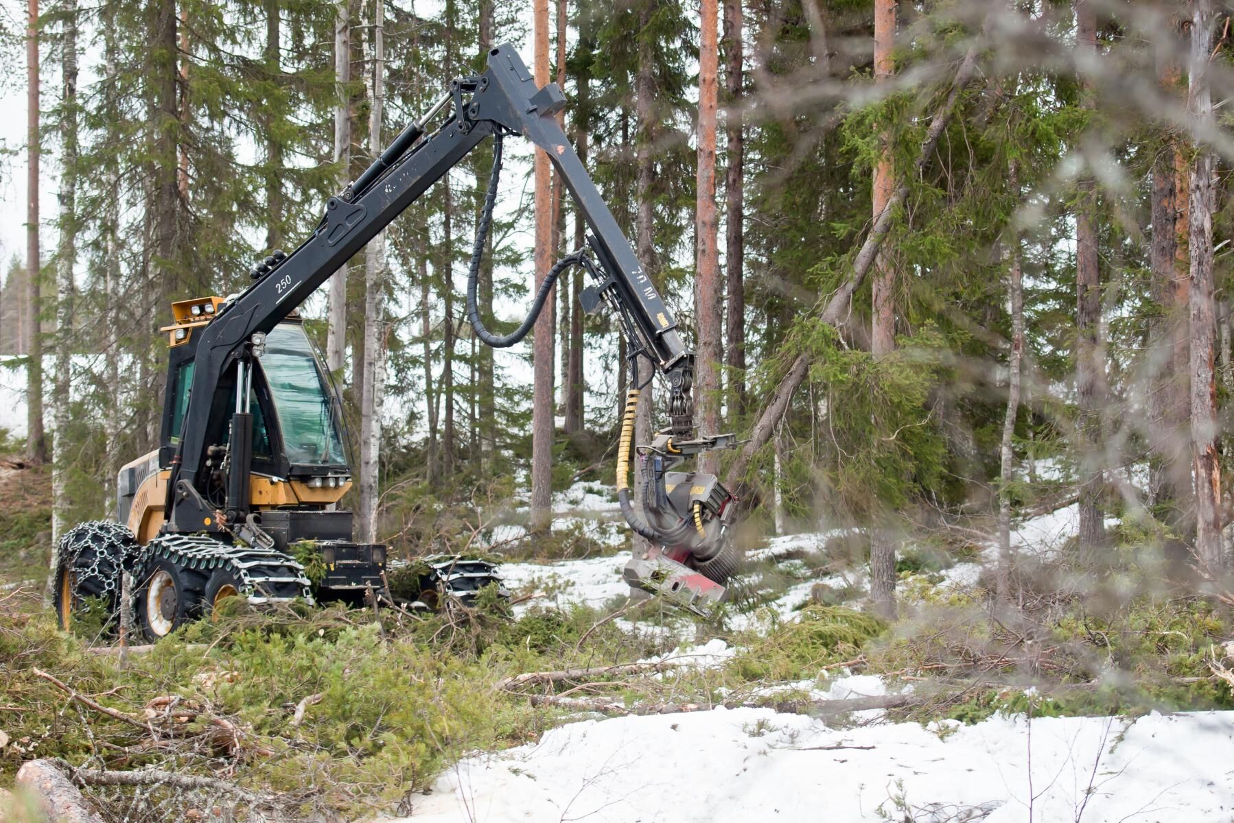Boende i närheten av skogsområdet menar att de hittat ett 30-tal rödlistade arter i området och vill därför att avverkningen ska stoppas. Arkivbild.
