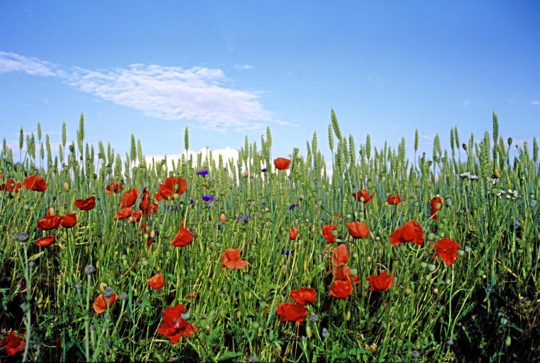 Inom en nära framtid kan det bli möjligt att bekämpa vallmo och annat ogräs med hjälp av nya mekaniska maskiner. Forskning pågår bland annat i Sverige, Danmark och Norge.