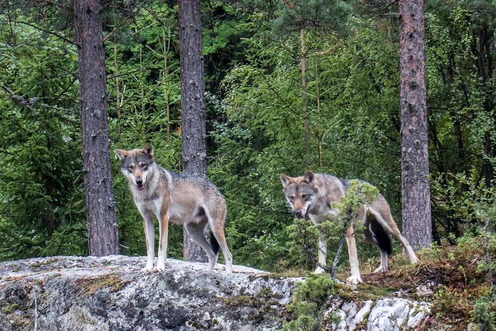 Fler vargar i söder visar varginventeringen
