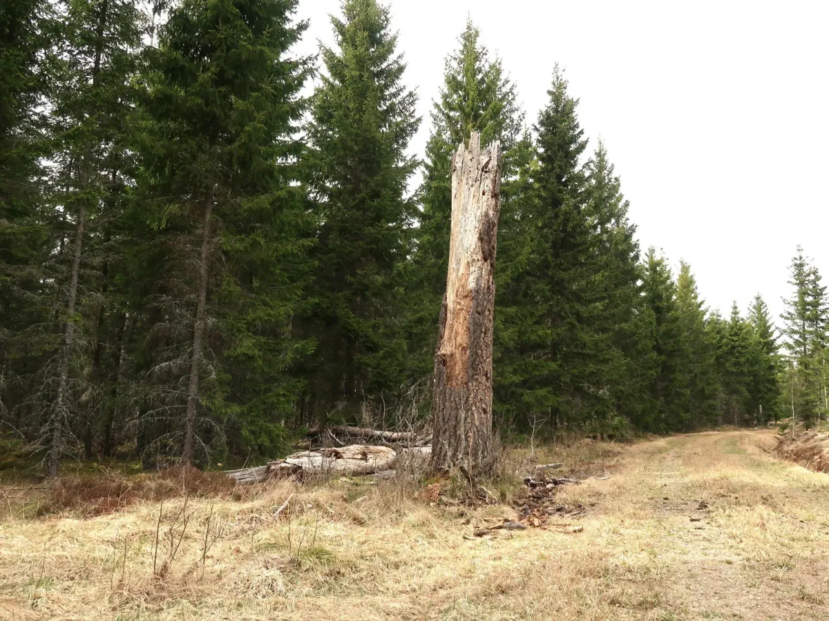 Vassemåla
