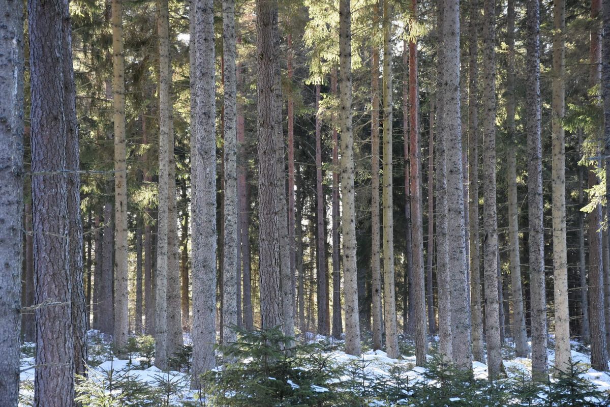 Romsalycke, Större skogsfastighet
