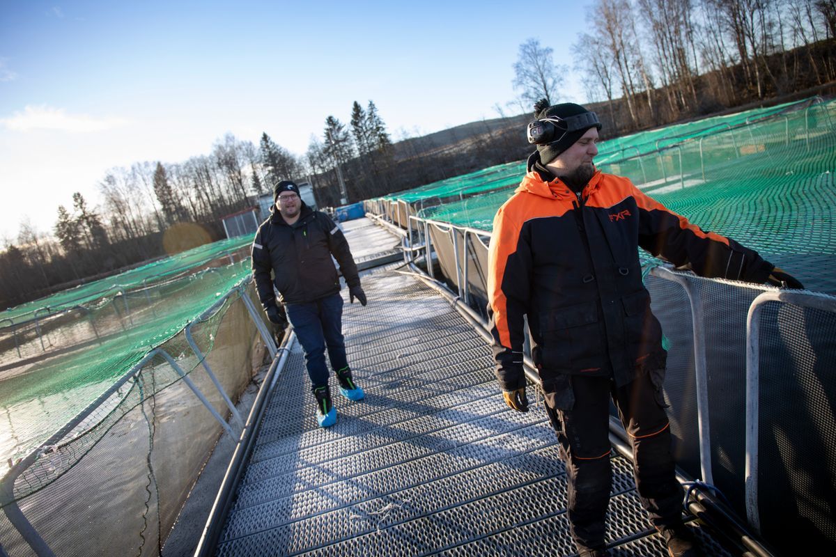 Två personer går på brygga vid fiskodling med nät i solsken
