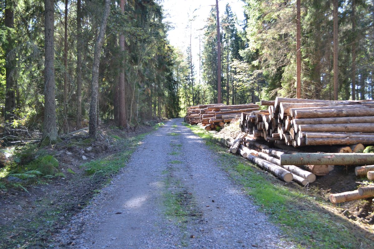 Virkesavlägg vid skogsbilväg