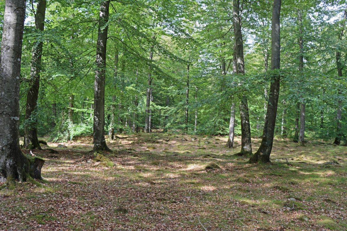 Bertilstorp - Skogsfastighet på Österlen
