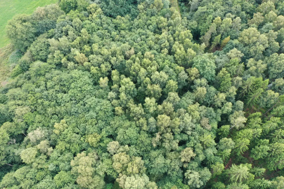 19 ha skog nordost Svedala