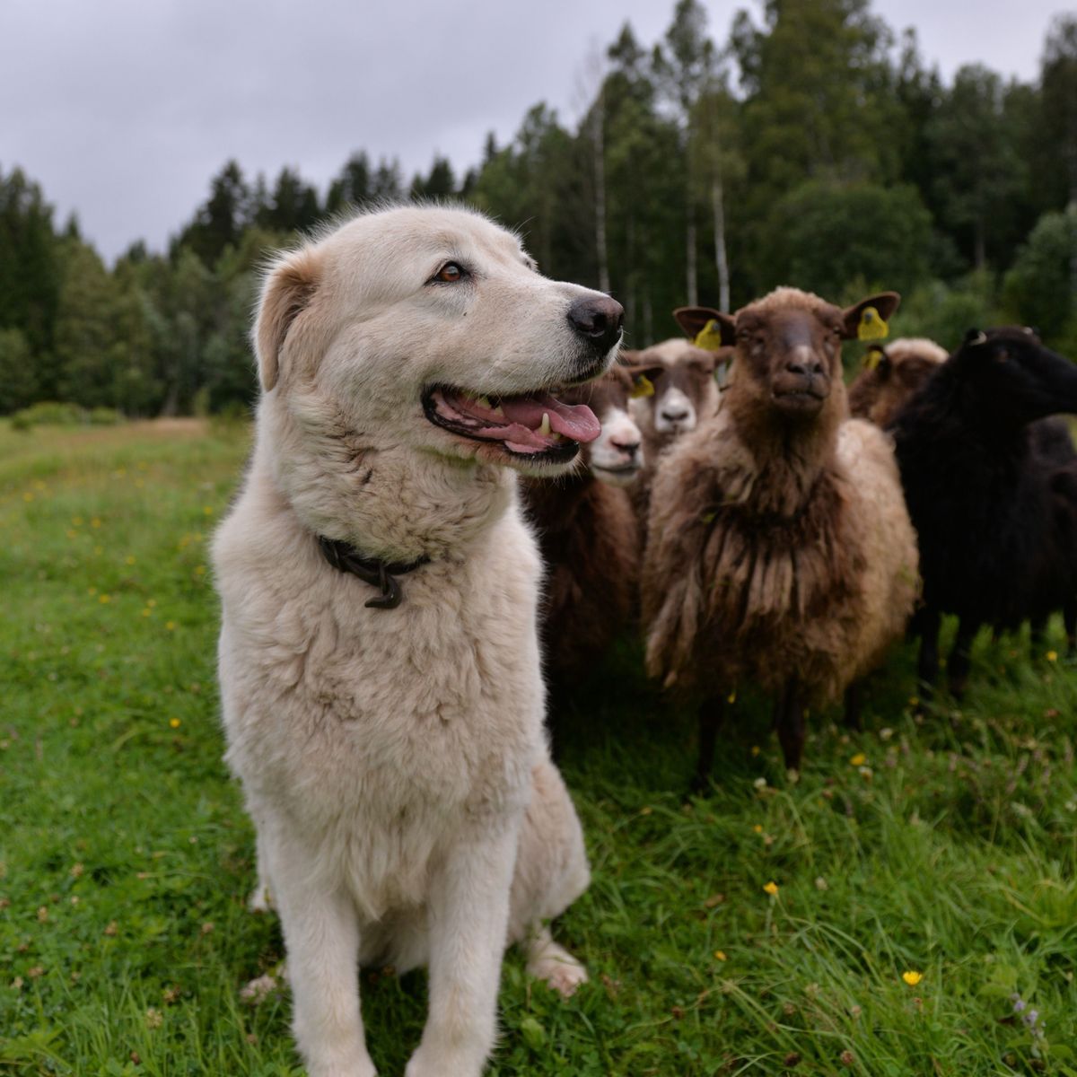 Vallhund sitter på äng med en flock får bakom sig