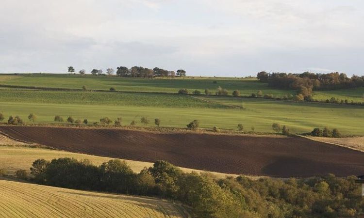 Rekordskördar i Skottland