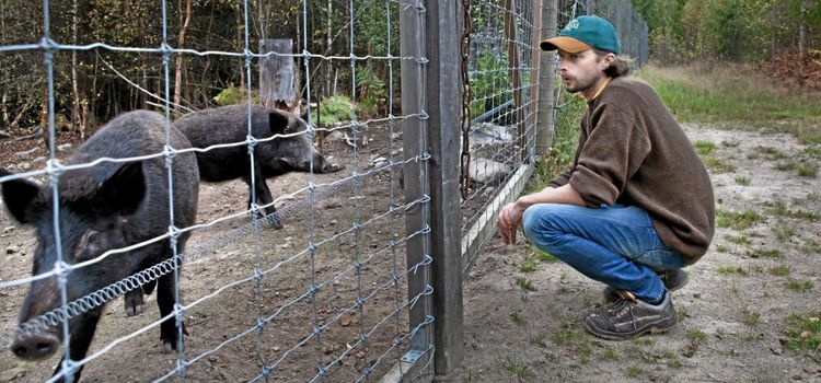 Lågpris kan pressa upp svart köttförsäljning