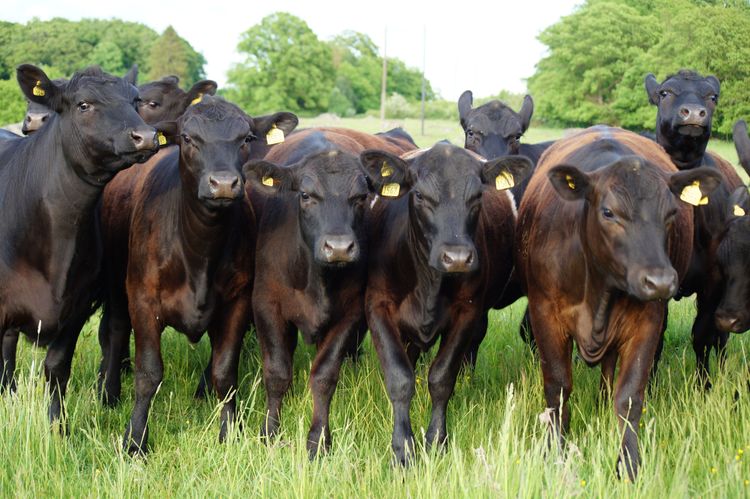 Anguskvigor från Krav-uppfödare Kristinehem Angus i Färlöv vid Kristianstad.