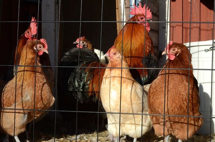 I Sverige gäller skyddsnivå 1, det vill säga att fjäderfä får vistas ute men foder och vatten ges under tak eller skydd.