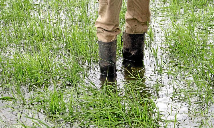 Varning för mer regn i södra Sverige