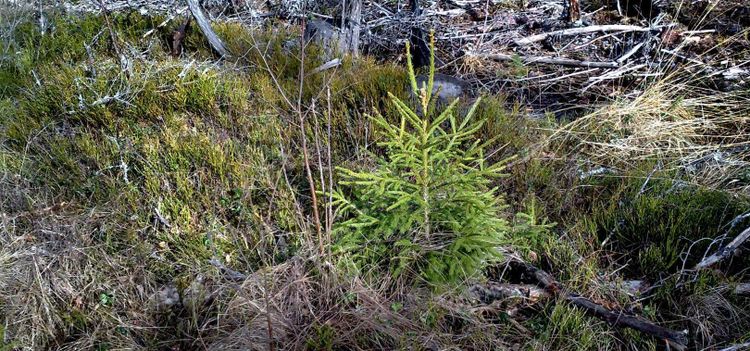 Dyrt med slarv i skogen