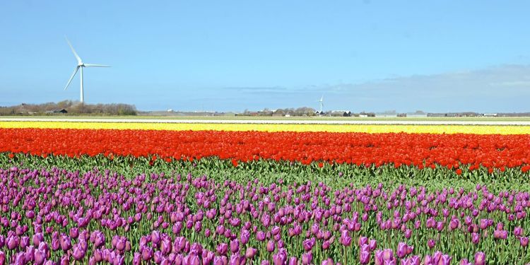 Så stöttar EU-länderna sina lantbruksföretag